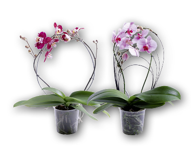 Orchidée phalaenopsis