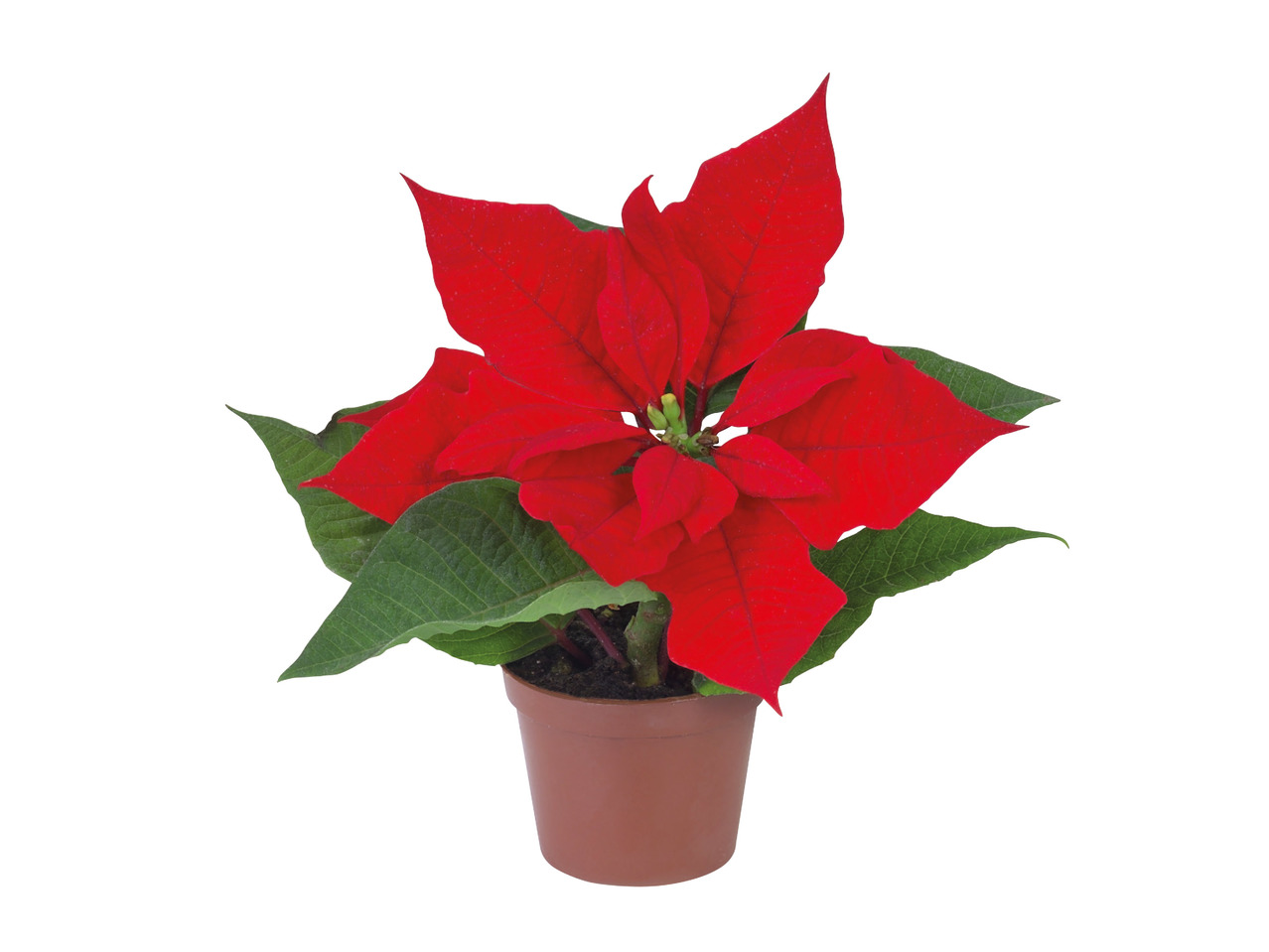 Mini Christmas Poinsettia1