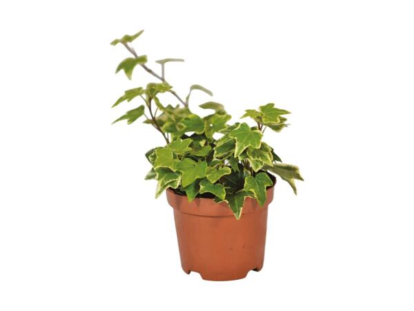 Bedding Ivy