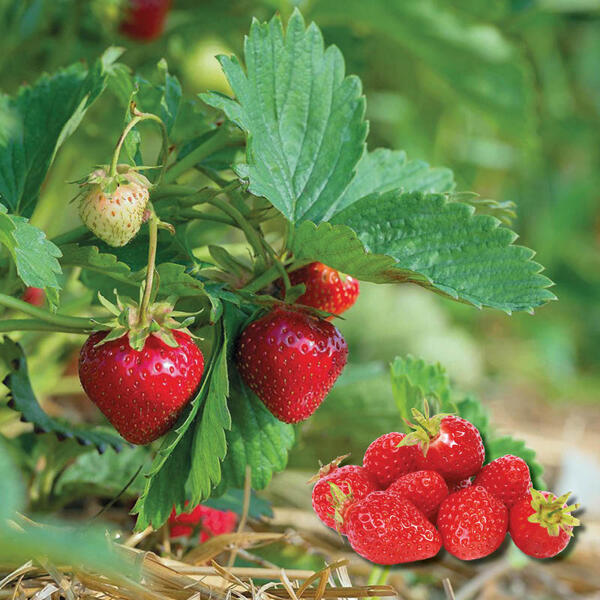 Plants de fraisiers