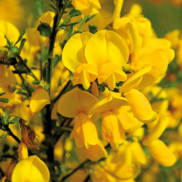 Ginster Mix "Cytisus"