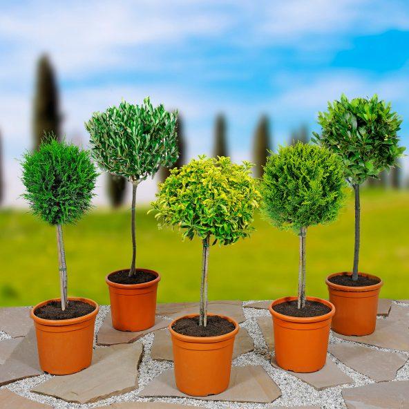 Opstammet plante