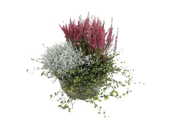 Sammenplantning