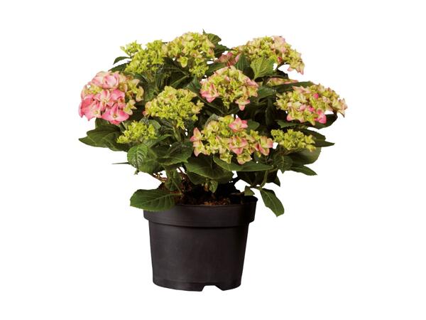 Large Hydrangea