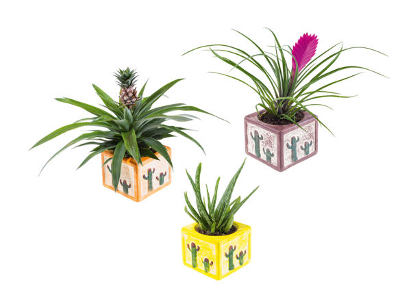 Plantes exotiques dans un pot en céramique de Cancún