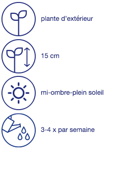 Violettes, 10 pcs