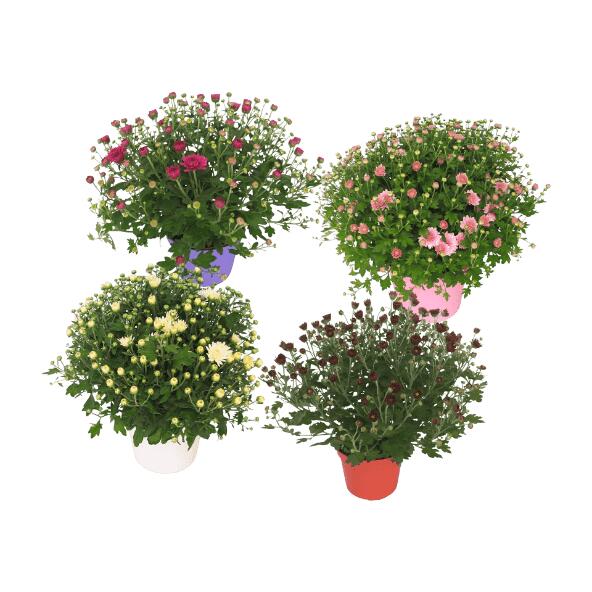 Frilands Chrysanthemum
