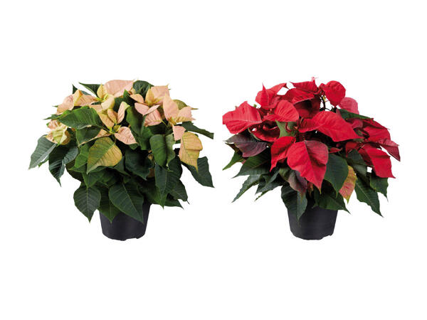 Poinsettia