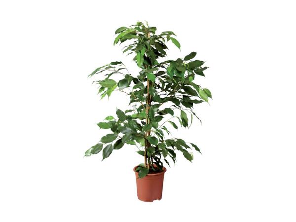 Medium Houseplant