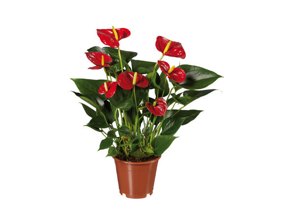 Flamingoblomst