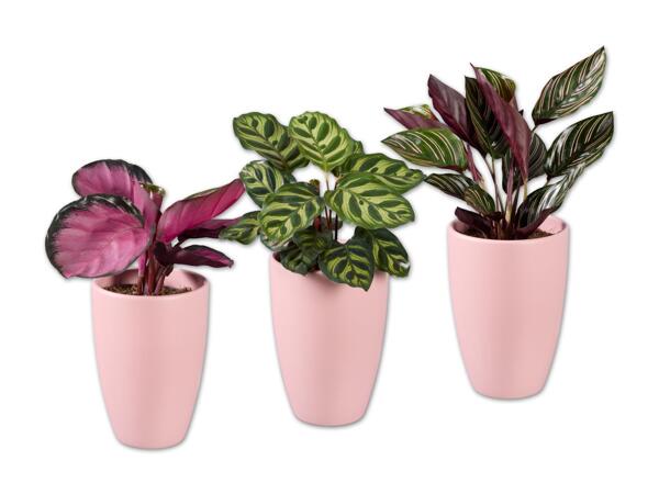 Calathea in rosa Keramik