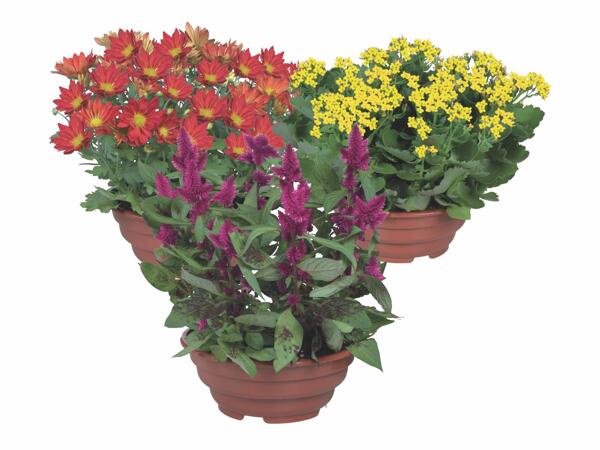Flowering plants