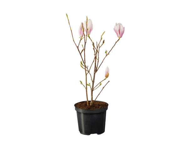 Magnolia