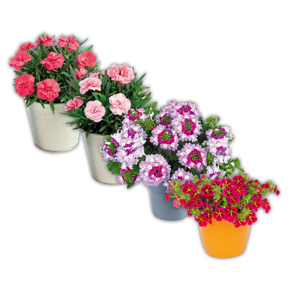 Verbene / Calibrachoa / Kaisernelke