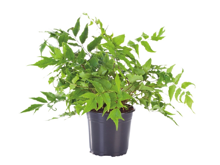 Assored Ferns