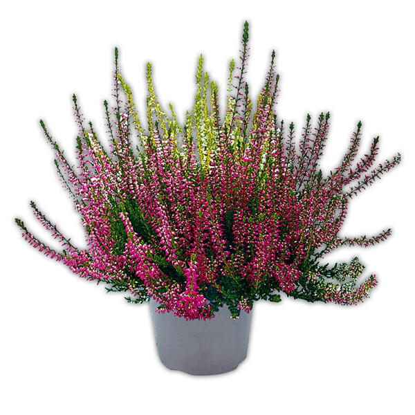 Calluna