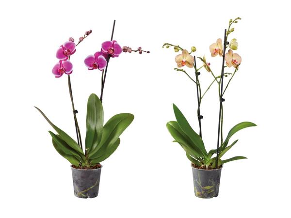 Phalaenopsis 2 tiges