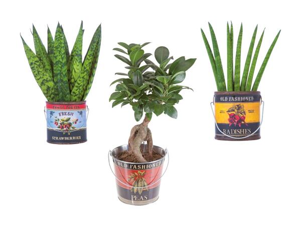 Plante Easy Care Foodbucket