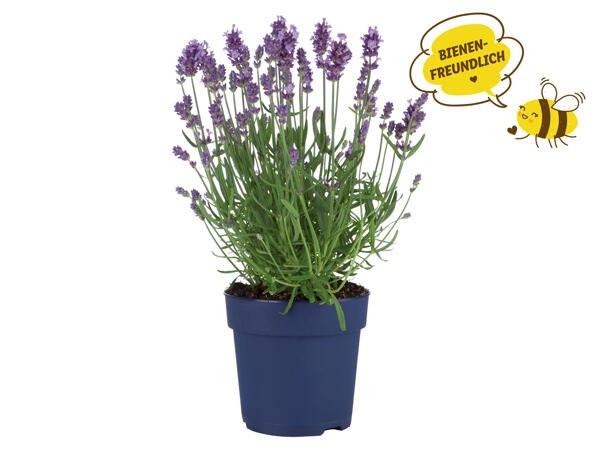 Lavendel angustifolia
