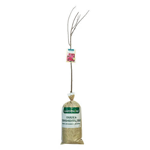 Shade Ornamental Assort