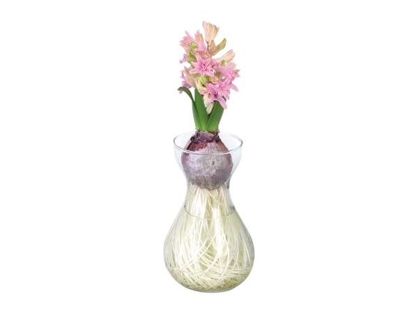 Hyacinth in Glass