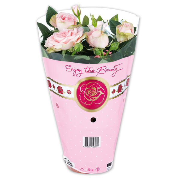 Topfrose