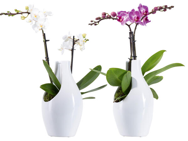 Orchidee in Designerkeramik