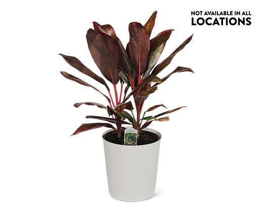 10" Foliage Assorted Varieties