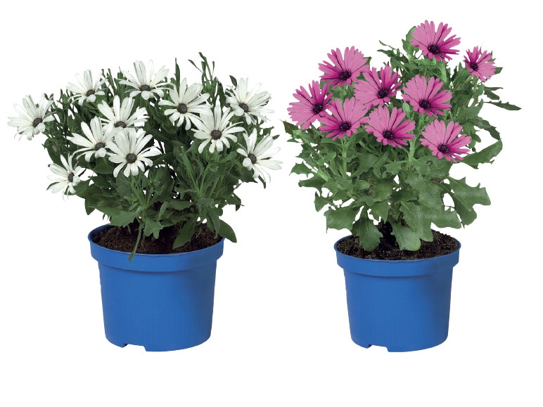 Osteospermum