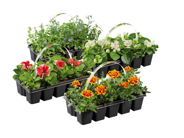Garden Plants