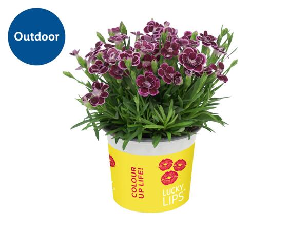 Dianthus "Lucky Lips"