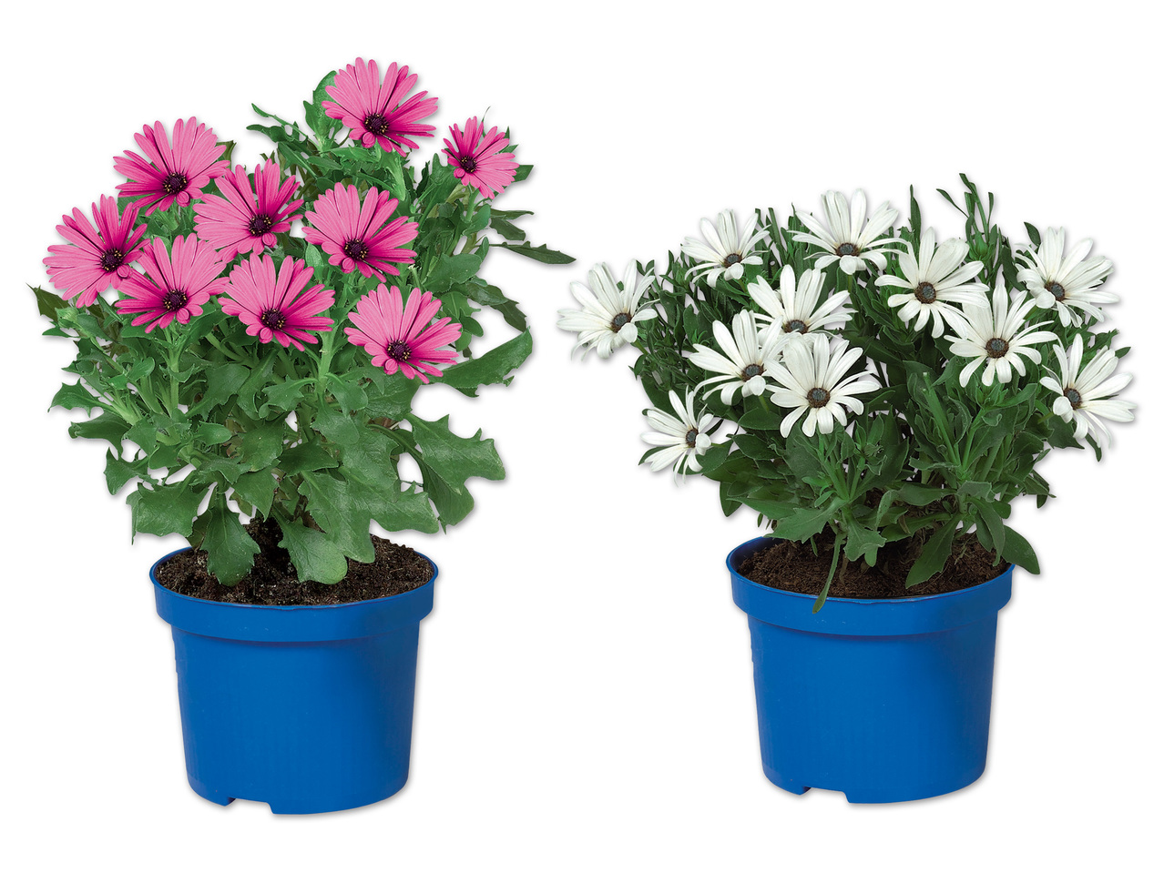 Osteospermum (Kapmargerite)