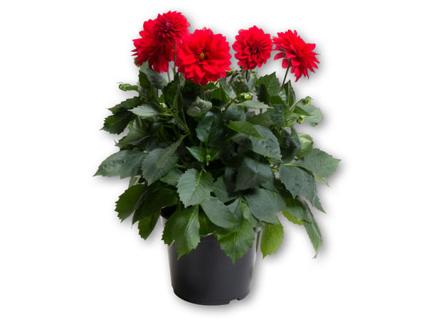 Dahlia