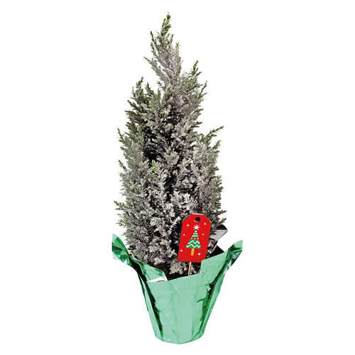 Mini Holiday Cypress Tree