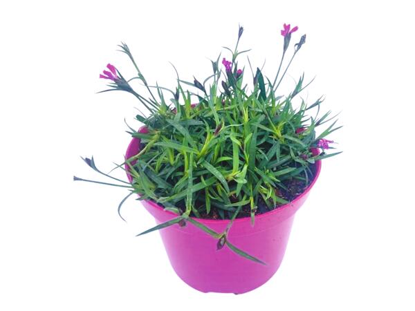 Dianthus Kahori