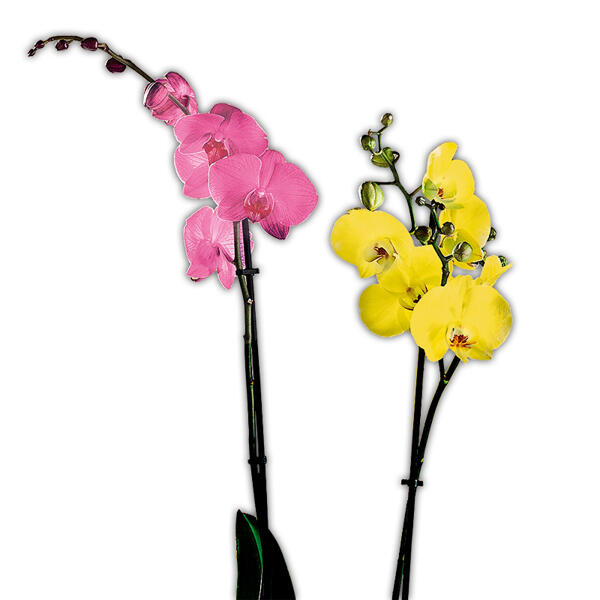 Orchidee "Phalaenopsis"