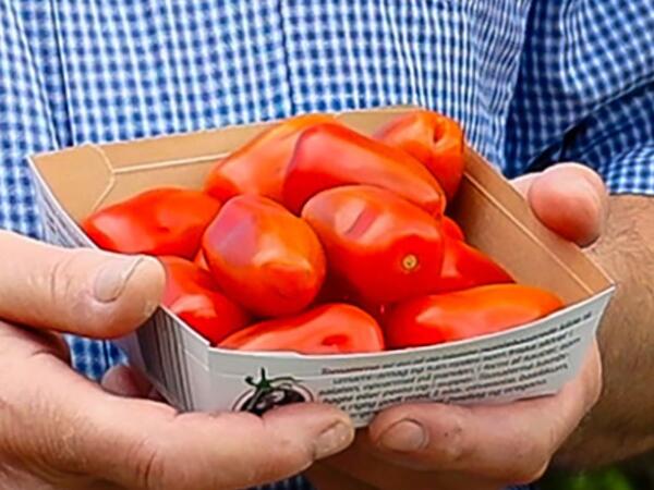 Økologiske danske tomater San Marzano