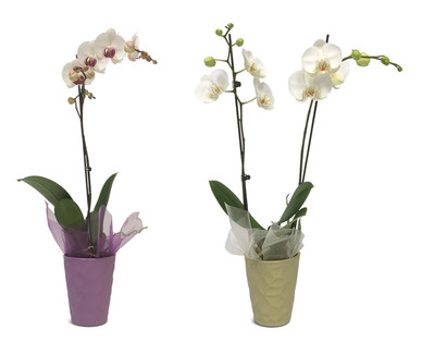 5" Easy Orchid