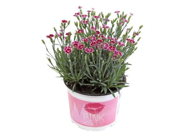 Dianthus Pink Kisses