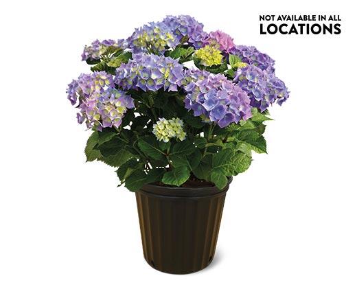 Spring Hydrangea