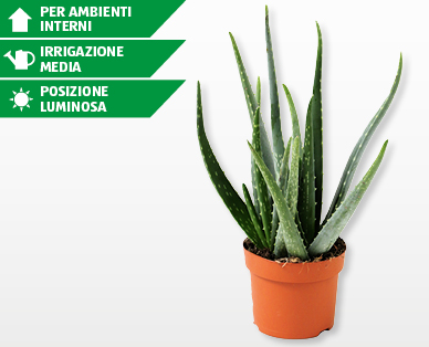 Aloe vera