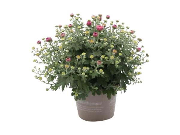 Krysantemum