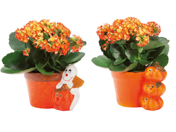 Kalanchoe in a Halloween Pot