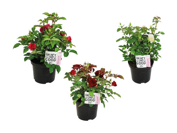 Rosier de jardin "Palace"