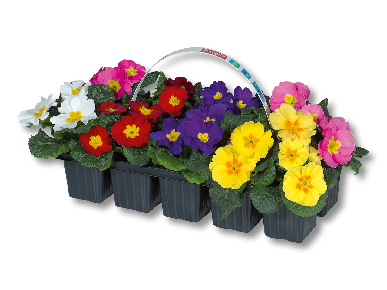 Primula acaulis mix