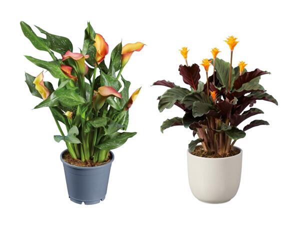 Plante verte "orange"
