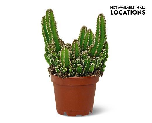 Graft or Fairy Castle Cactus