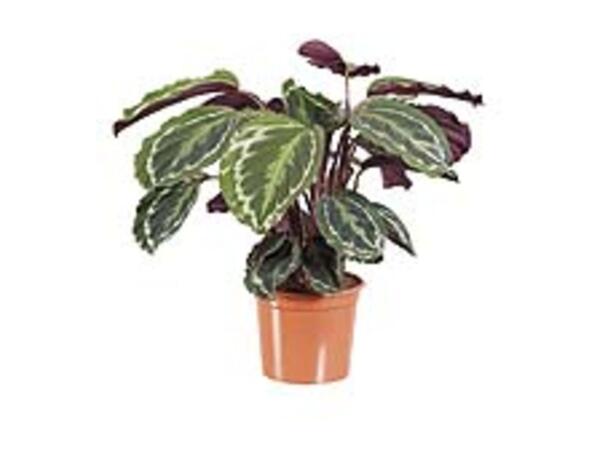 Large Calathea