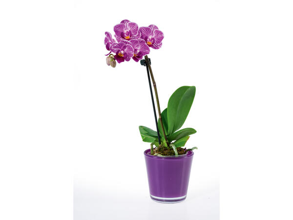 Mini-orchidée dans un pot en verre
