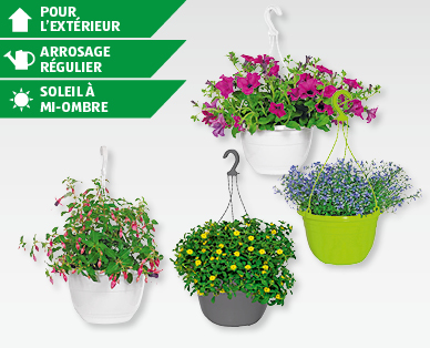 Plantes fleuries à suspendre